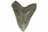 Serrated, Fossil Megalodon Tooth - North Carolina #192477-1